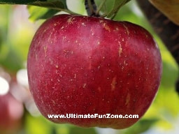 Weight Loss Fruit Apple